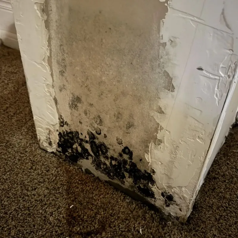 Professional Mold Removal in Lake Ridge, VA